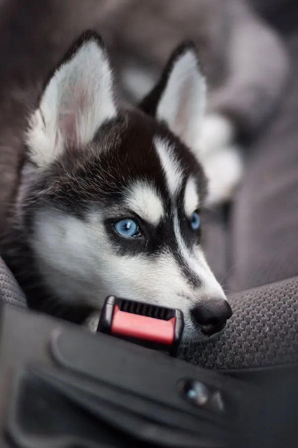 Closeup Of Husky Puppy with Blue Eyes Inside Car Wallpaper