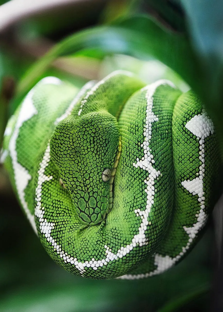 Closeup of Vibrant Green Tree Python Coiled in Natural Habitat