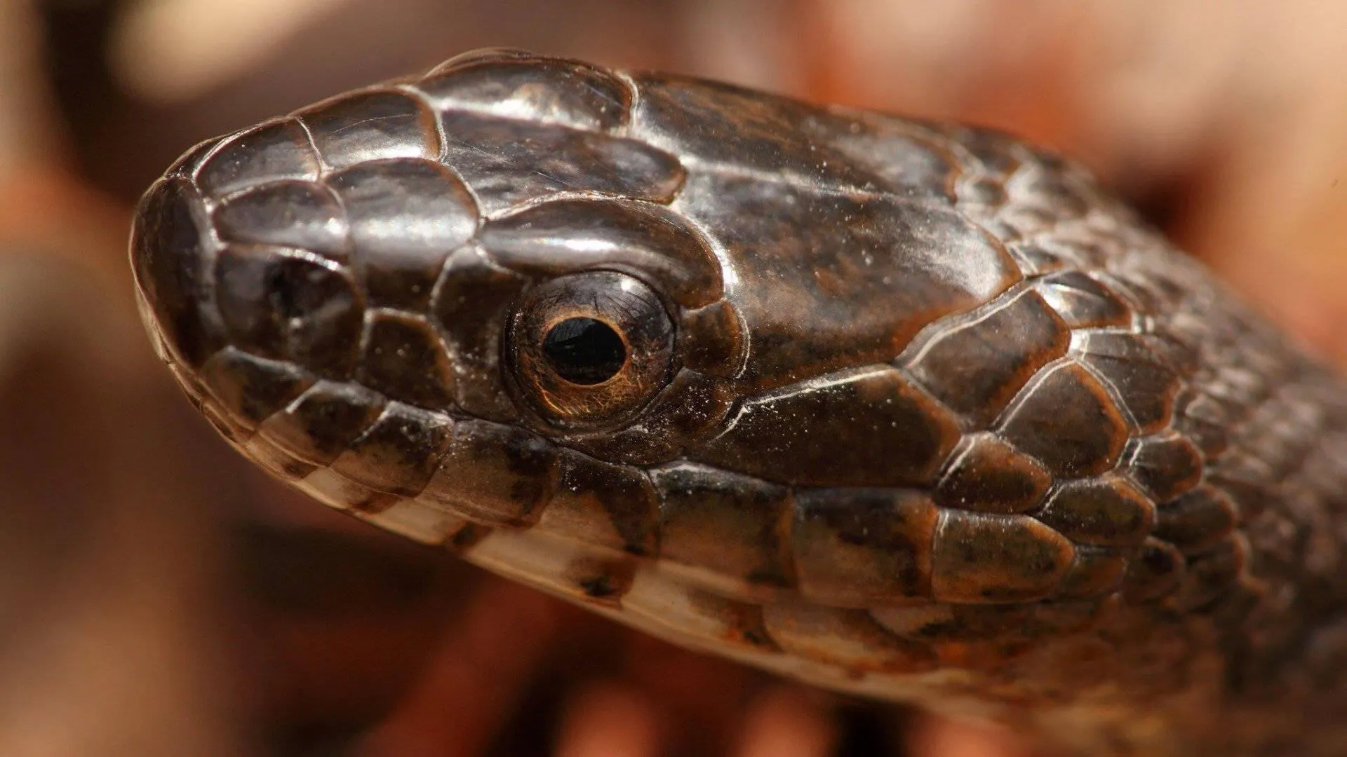 Coiled brown snake hiding in the dry forest floor Wallpaper