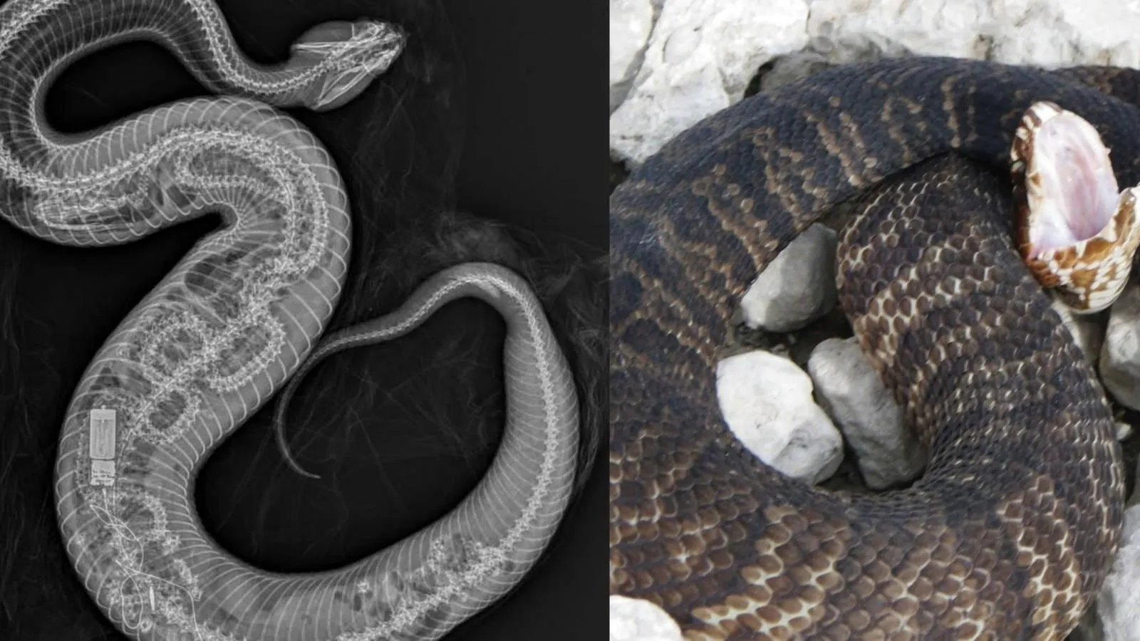 Coiled snake and skull shown in dramatic lighting Wallpaper