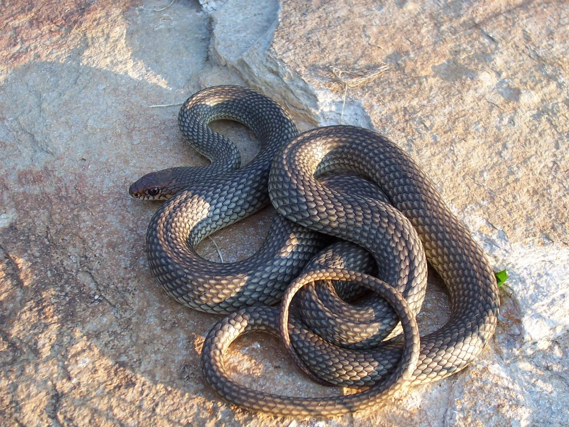Coiled Snake on Rocky Ground in Natural Surroundings
