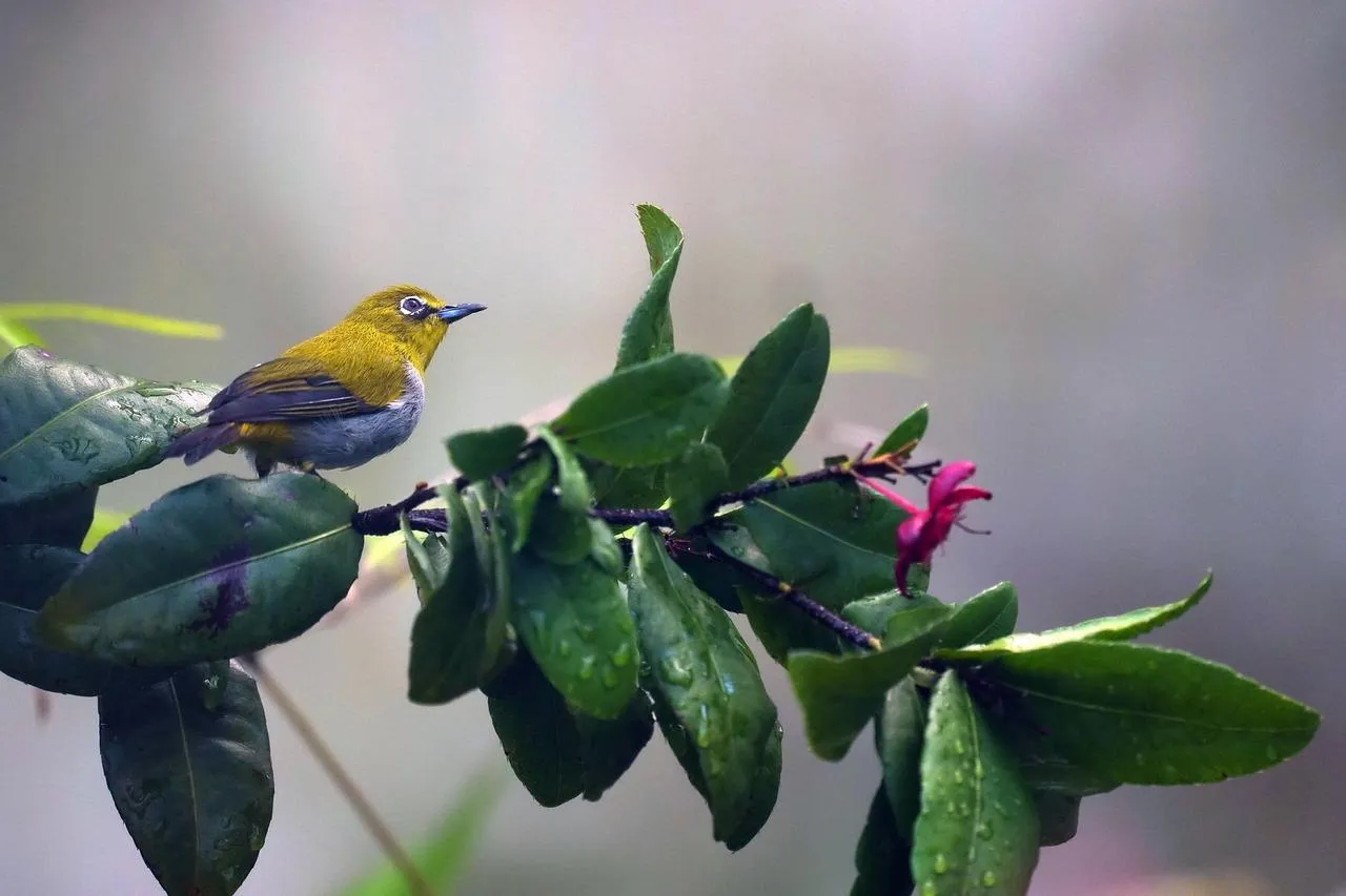Colorful Bird Perched on Flowering Plant Branch Wallpaper