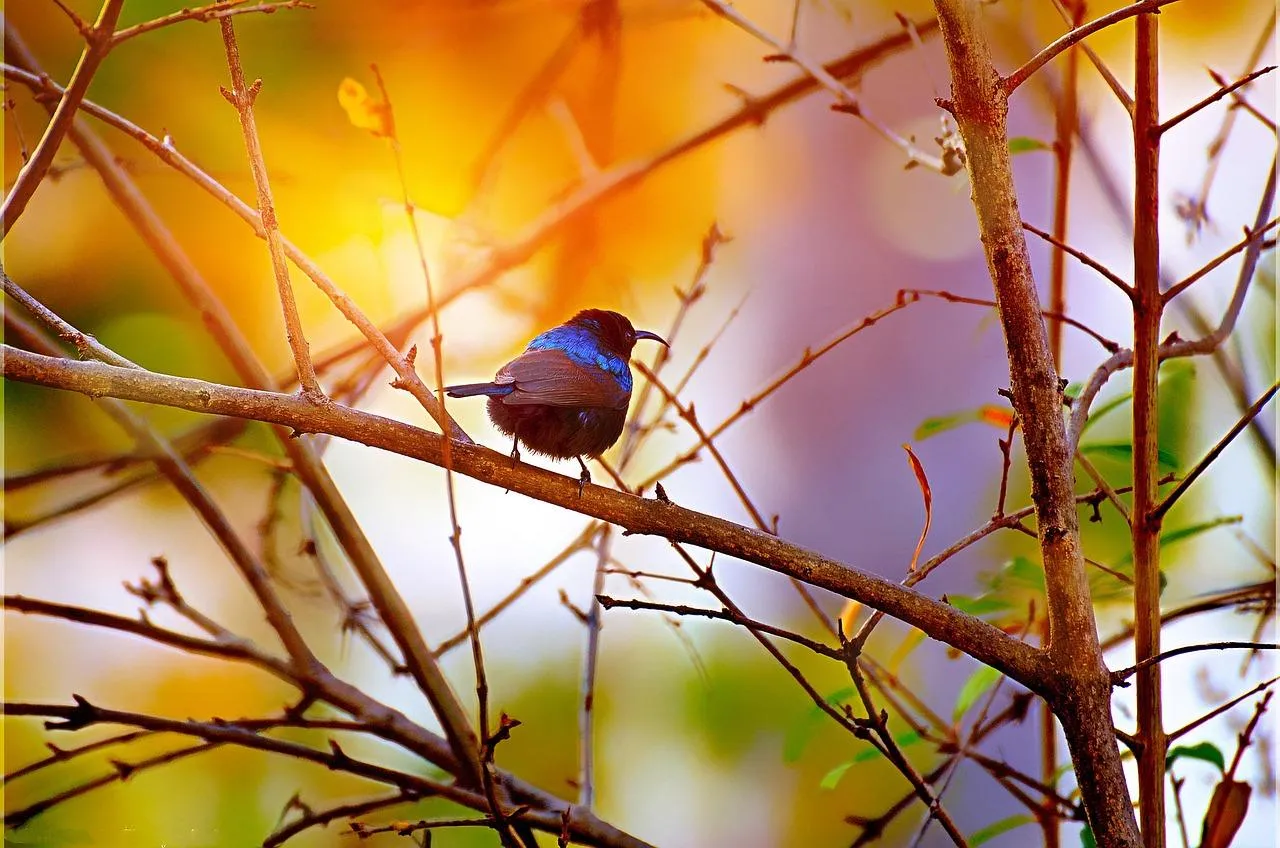 Colorful Bird Sitting on Branch in Autumn Forest Wallpaper