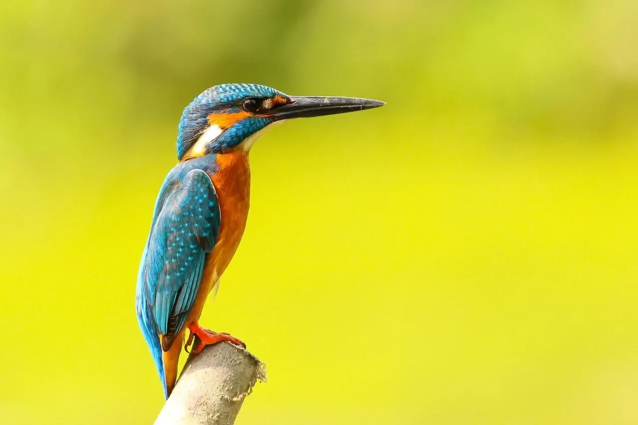 Colorful bird stands out on yellow studio backdrop