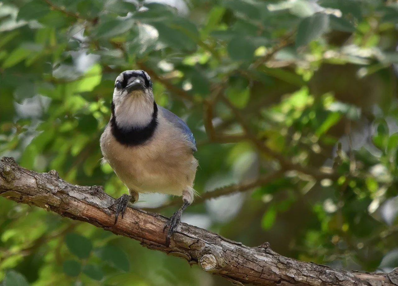 Colorful Bird Watching Quietly from a Twig Wallpaper
