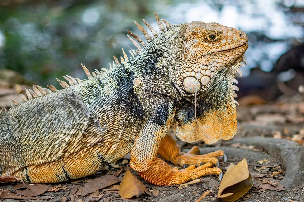 Colorful Iguana Resting on Rock in Bright Sunlight