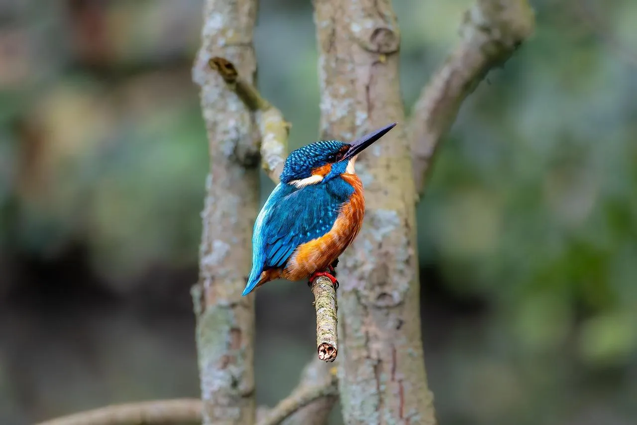 Colorful Kingfisher Bird Perched on Tree Branch Wallpaper