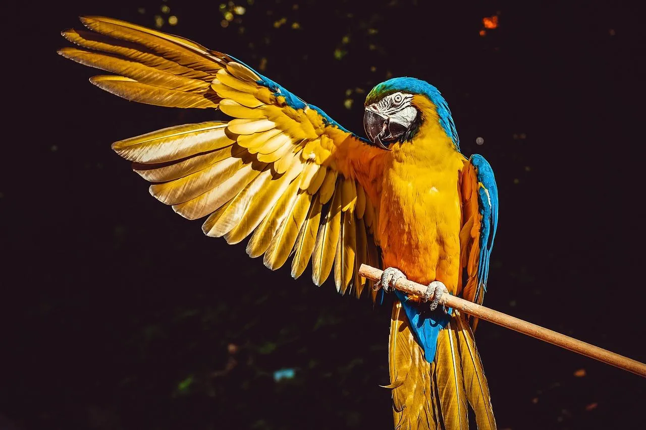 Colorful Macaw Parrot Spreading Wings on a Branch Wallpaper