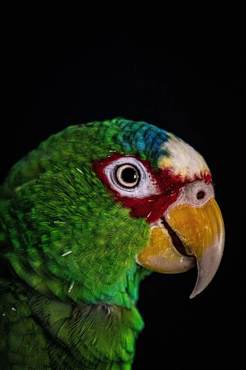 Colorful parrot against a black background free Wallpaper