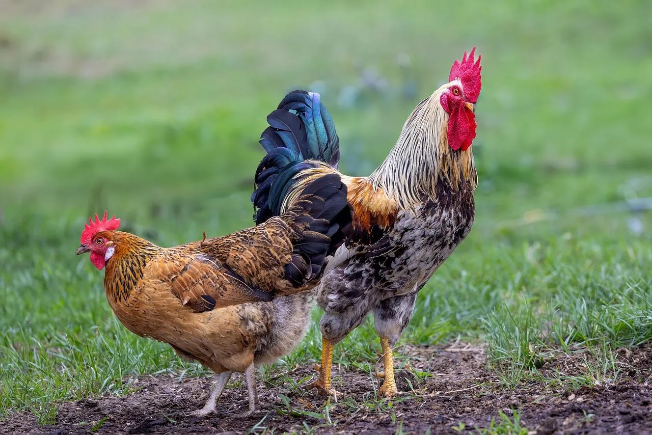 Colorful Rooster and Hen Walking on Fresh Green Grass Field