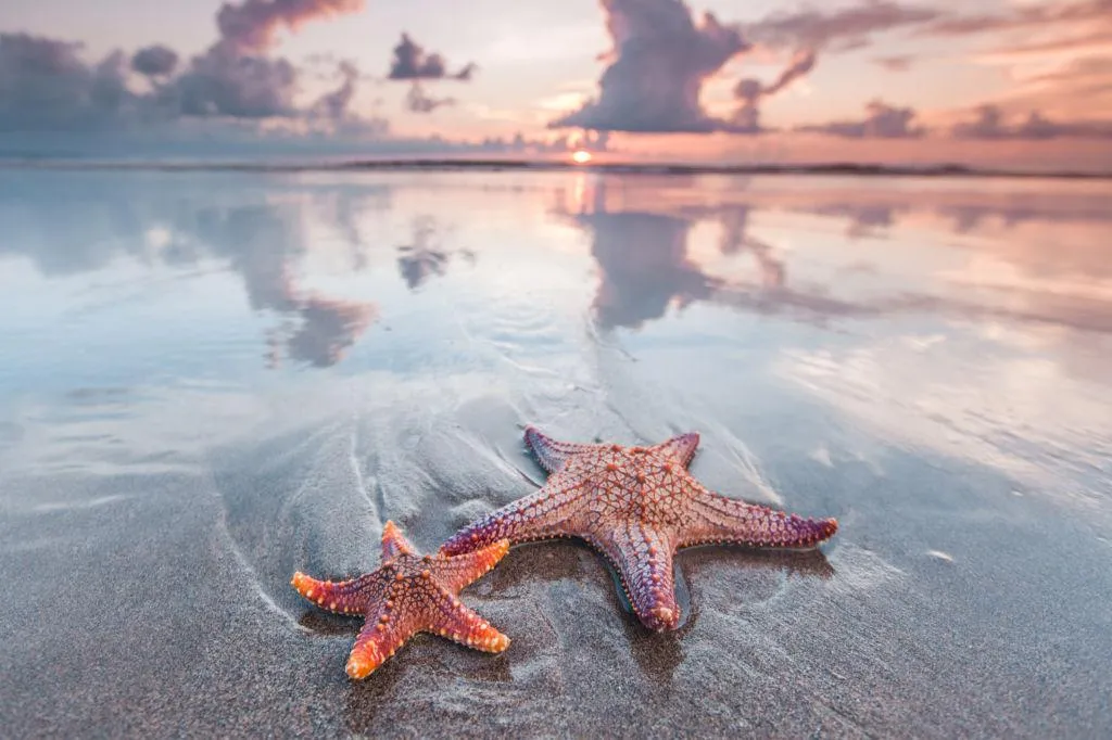 Colorful Starfish Resting on Sandy Beach at Sunset