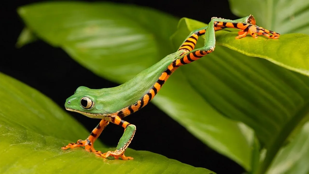 Colorful Tree Frog Clinging to a Leaf with Red Eyes