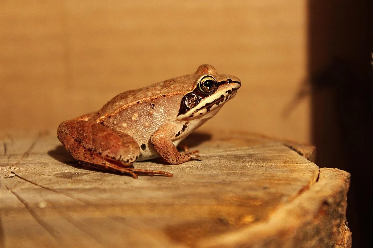 Common frog resting on a wooden surface in warm light