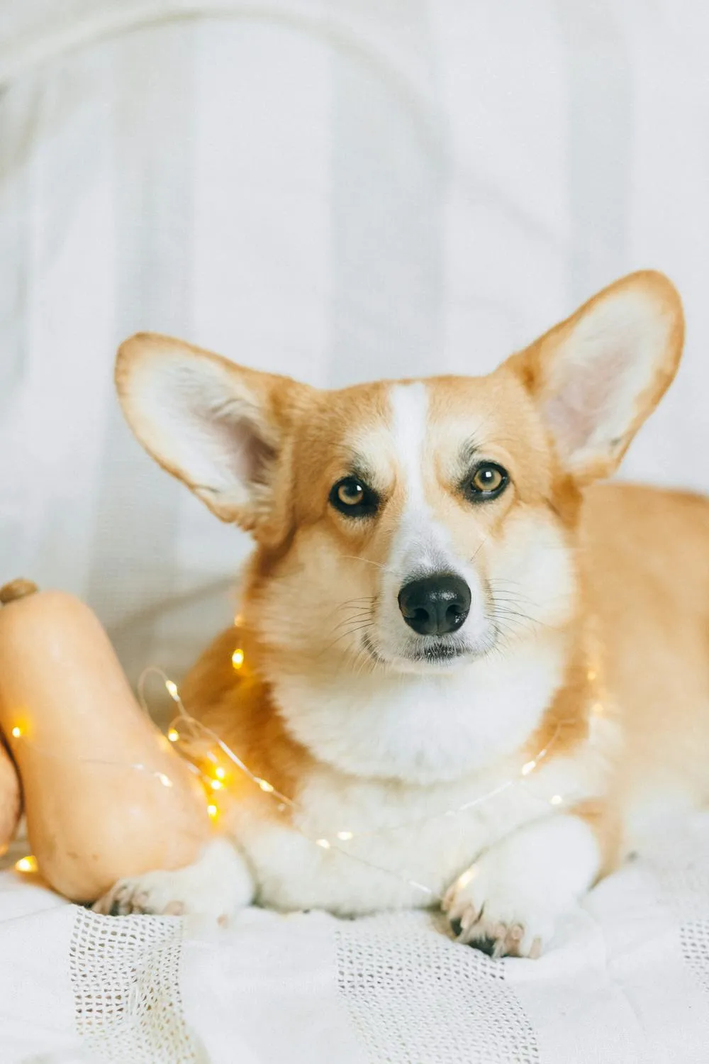 Corgi Dog Resting on White Blanket with Fairy Lights Image