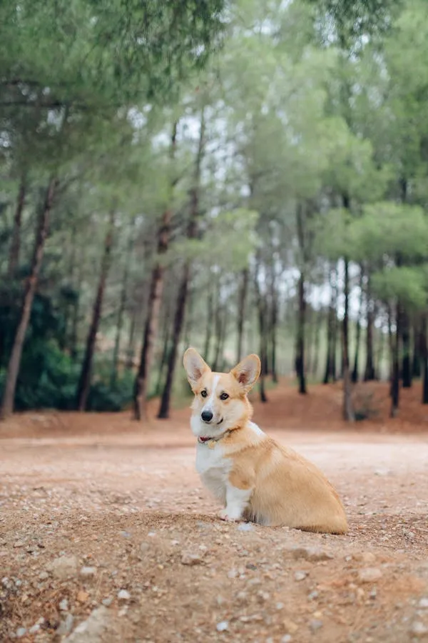 Corgi Dog Sitting Alone on a Forest Path with the Trees