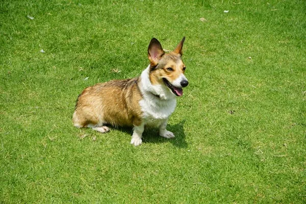 Corgi Dog Sitting on Bright Green Grass Outside in Sun