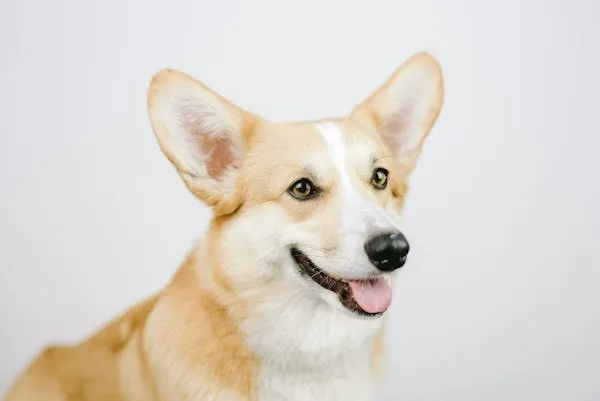 Corgi Dog Smiling Brightly Against Plain White Background