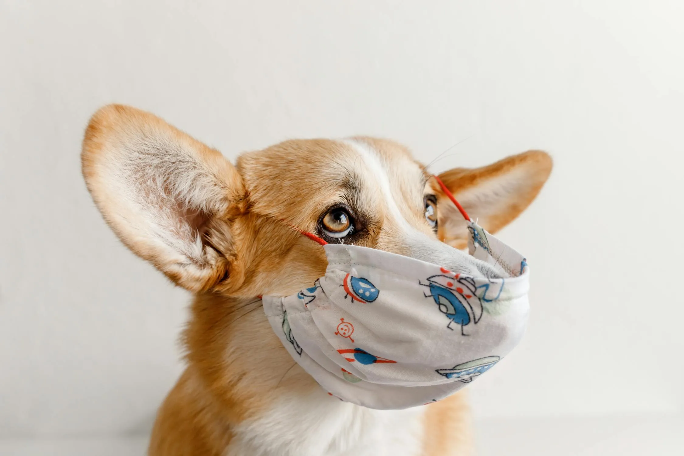 Corgi Dog Wearing a Cute Protective Face Mask Hd Wallpaper