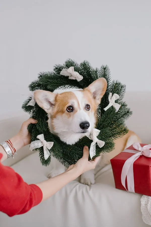 Corgi Dog Wearing Festive Wreath Next To Wrapped Gift Box