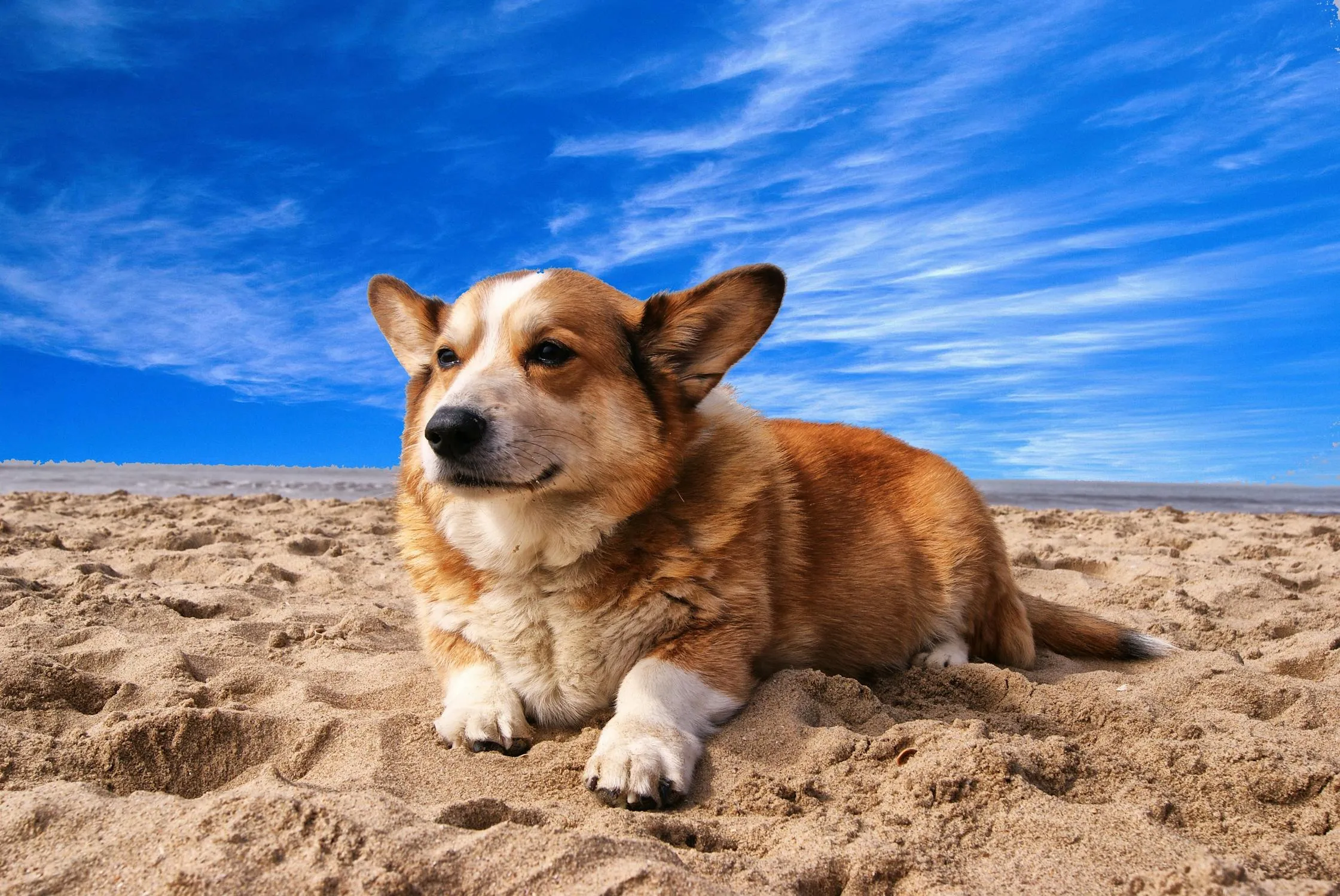 Corgi Lying on a Sandy Beach Under a Bright Blue Sky Image