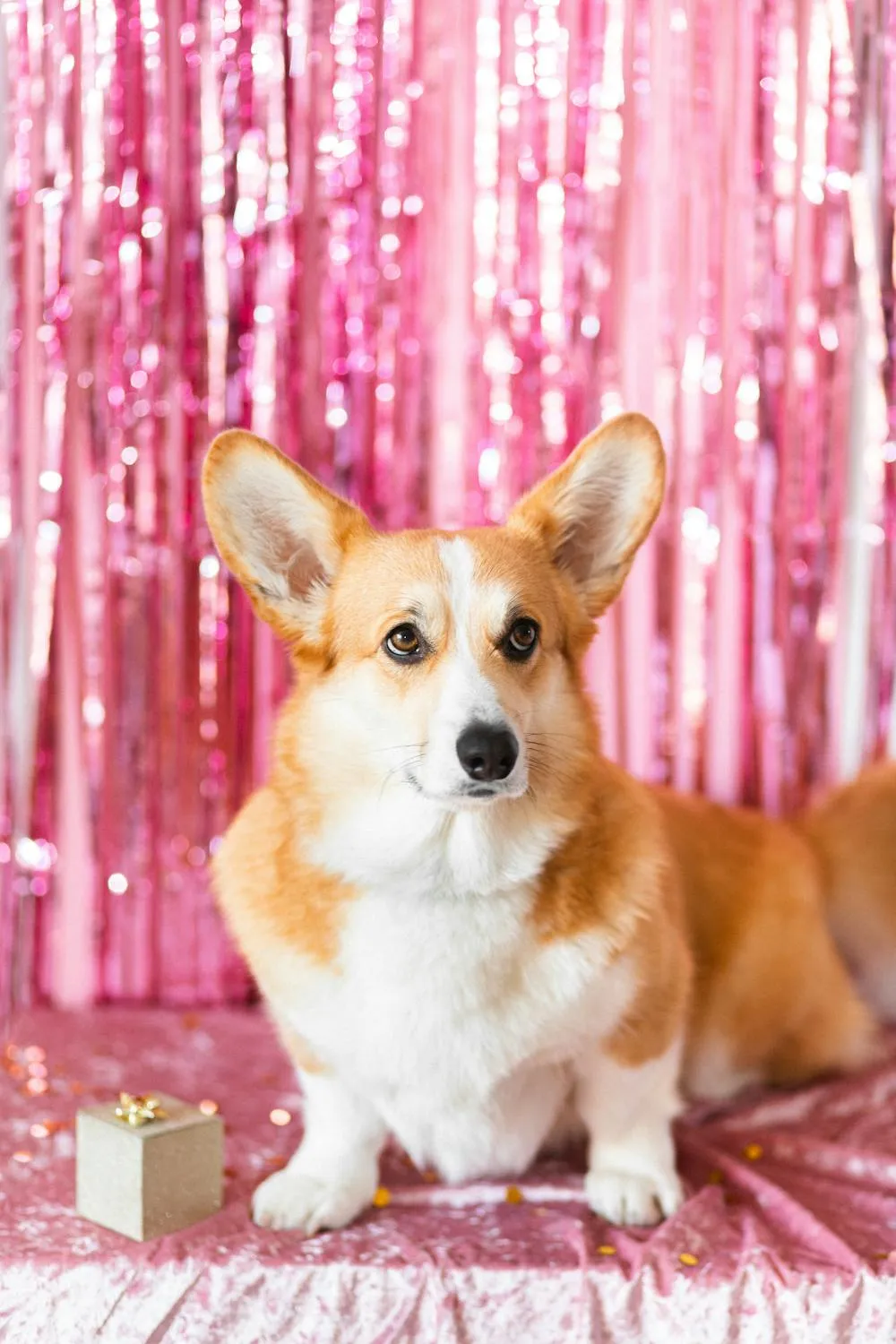 Corgi Posing on a Pink Shiny Backdrop with a Present Box