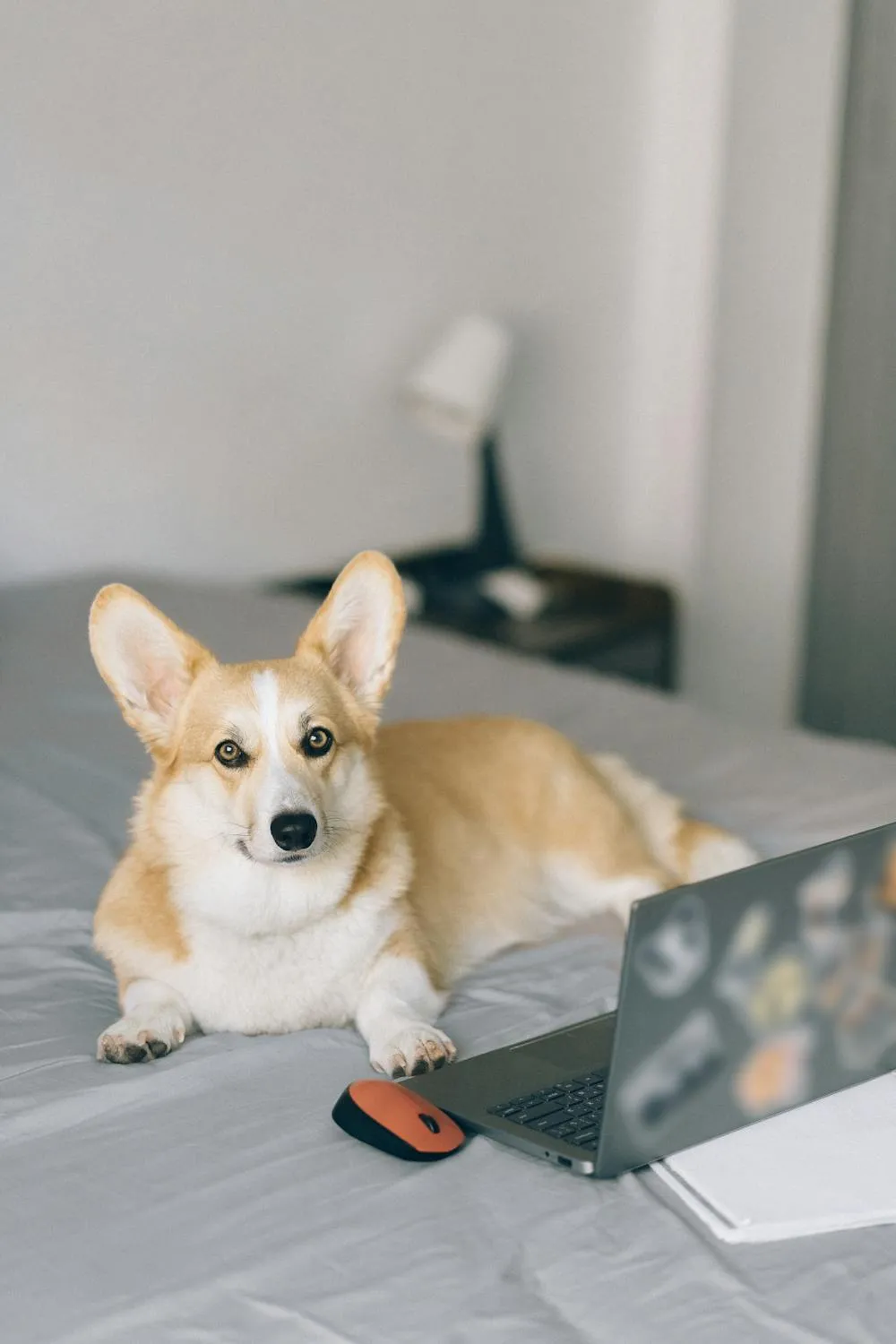 Corgi Puppy Resting on Bed Beside Laptop and Mouse Hd