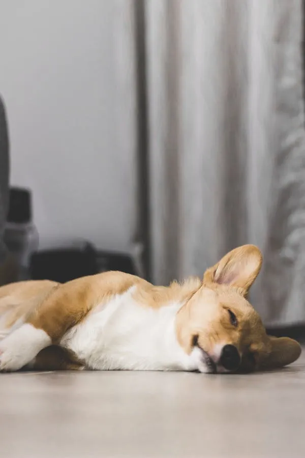 Corgi Puppy Sleeping Peacefully on the Wooden Floor Image