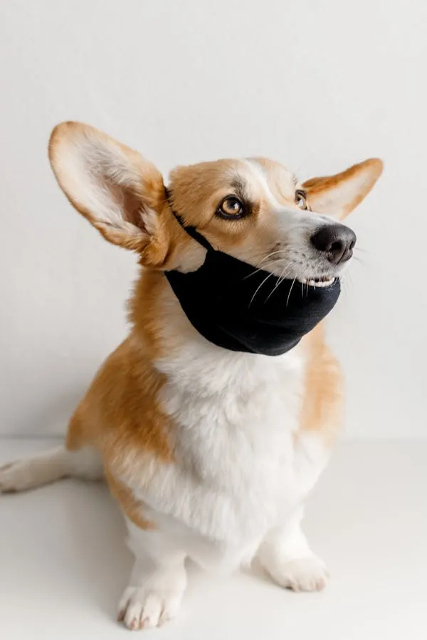 Corgi Puppy with a Mask and Looking Sideways Hd Wallpaper