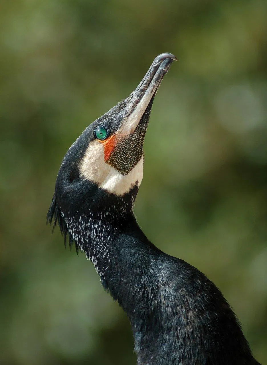 Cormorant Looking Upward with Neck Arched Gracefully