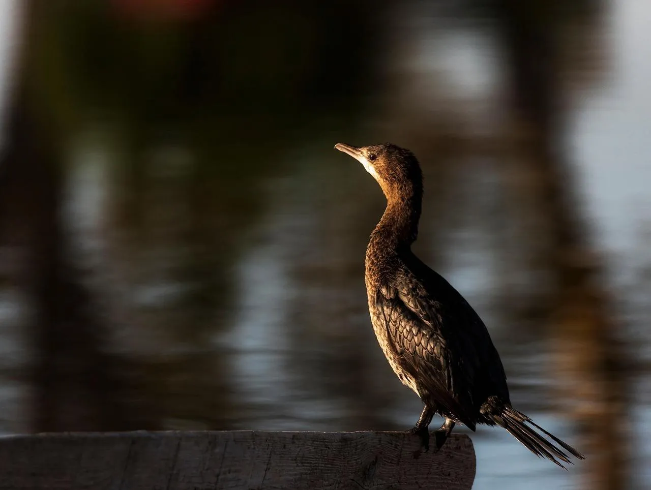 Cormorant Posing Near Water With Wings Outstretched