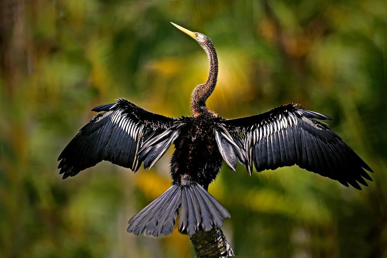Cormorant Spreading Wings to Dry in Sunlight Wallpaper