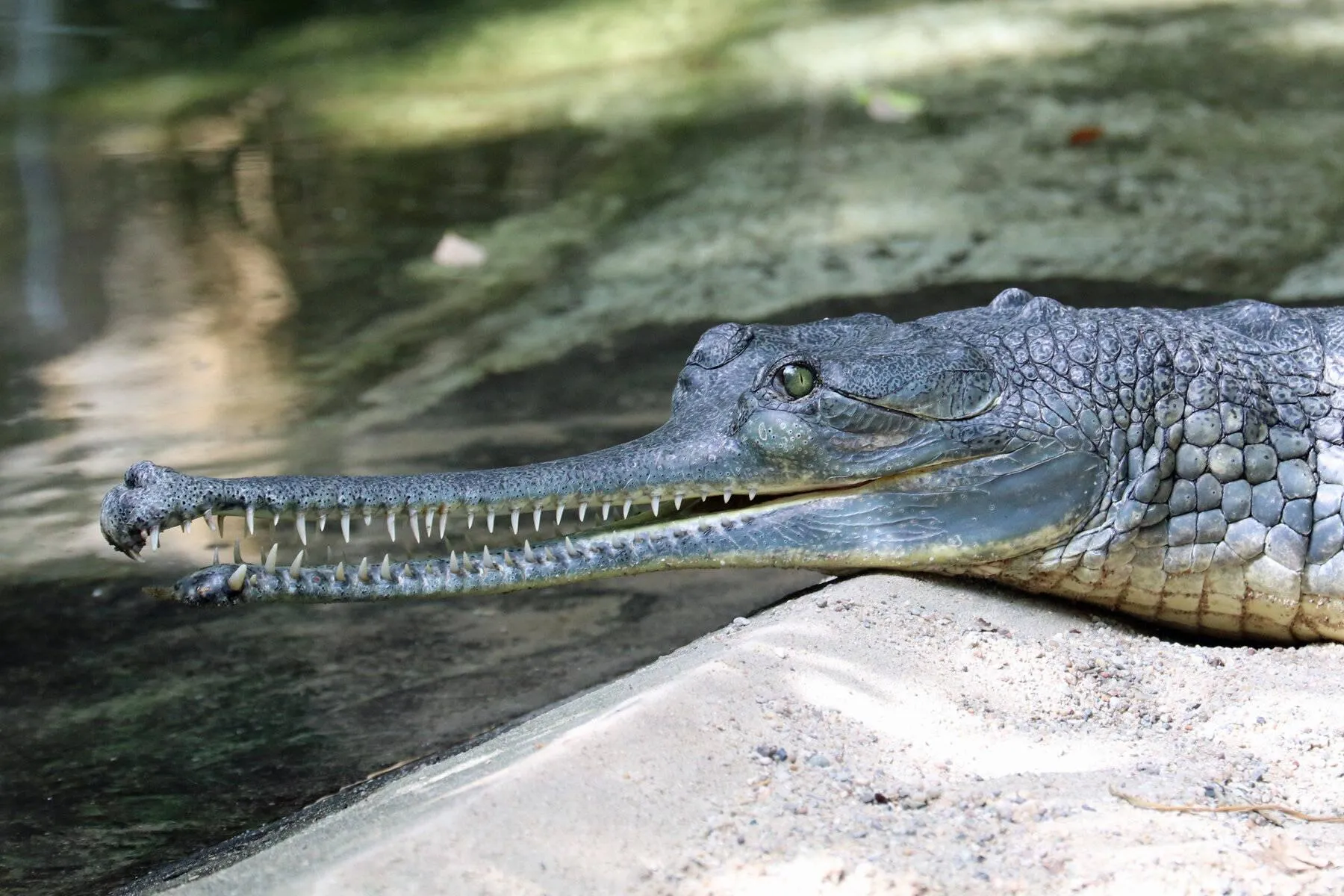 Crocodile Lying Partly in Water with Green Background
