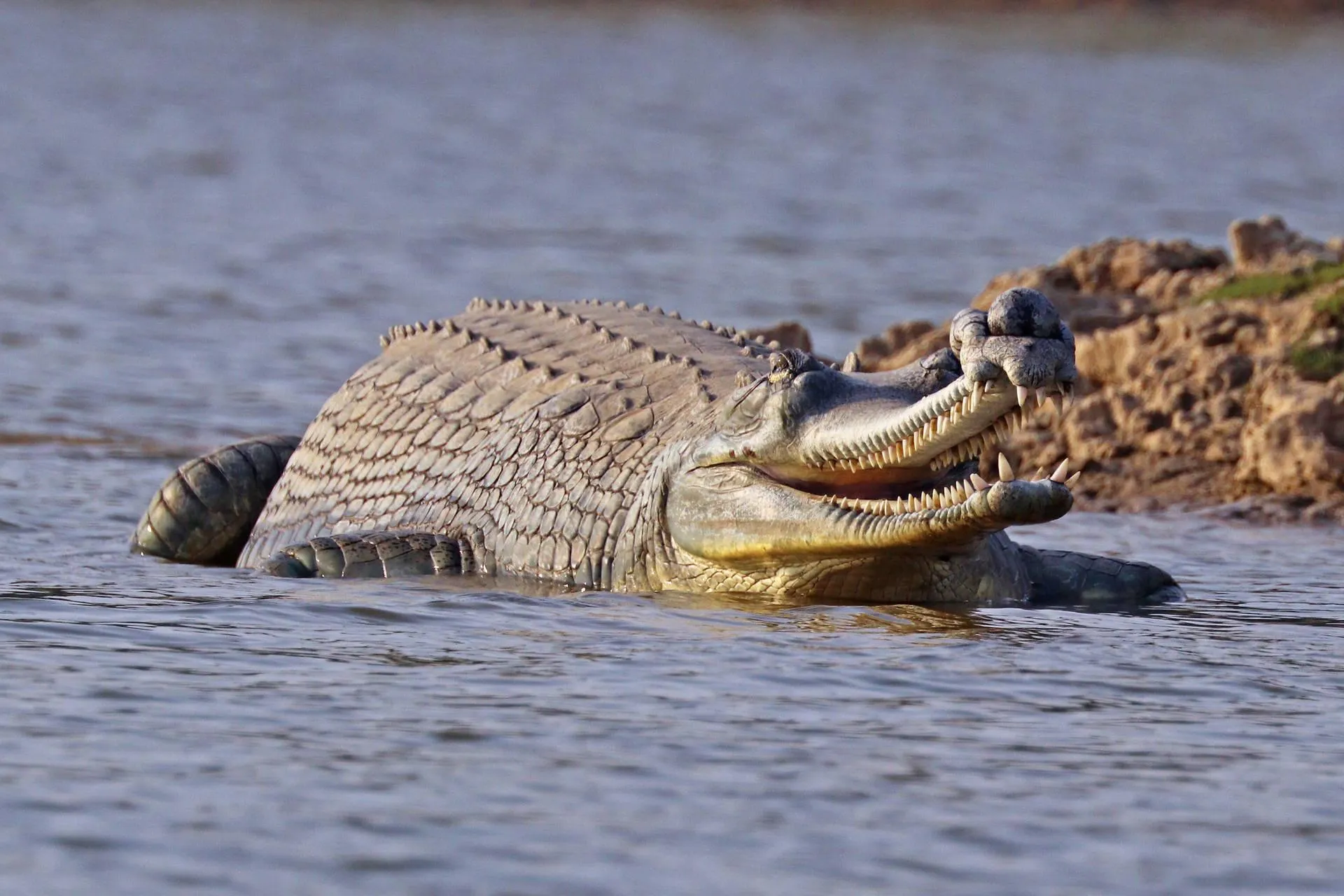 Crocodile lying still on a muddy riverbank Wallpaper