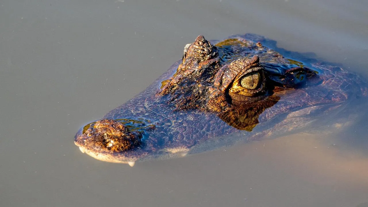 Crocodile partially submerged in water with eyes visible