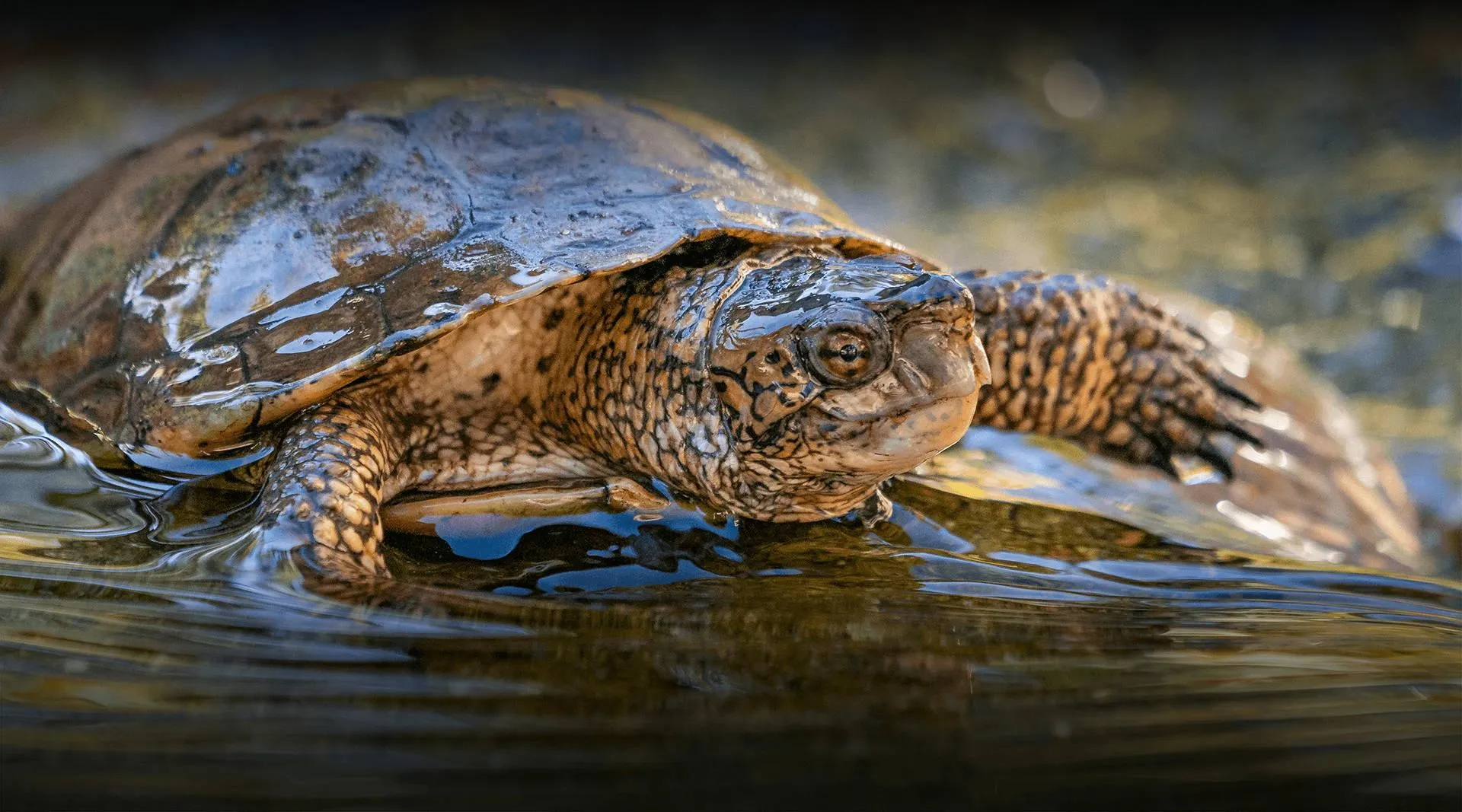 Crocodile resting near water in a natural habitat scene