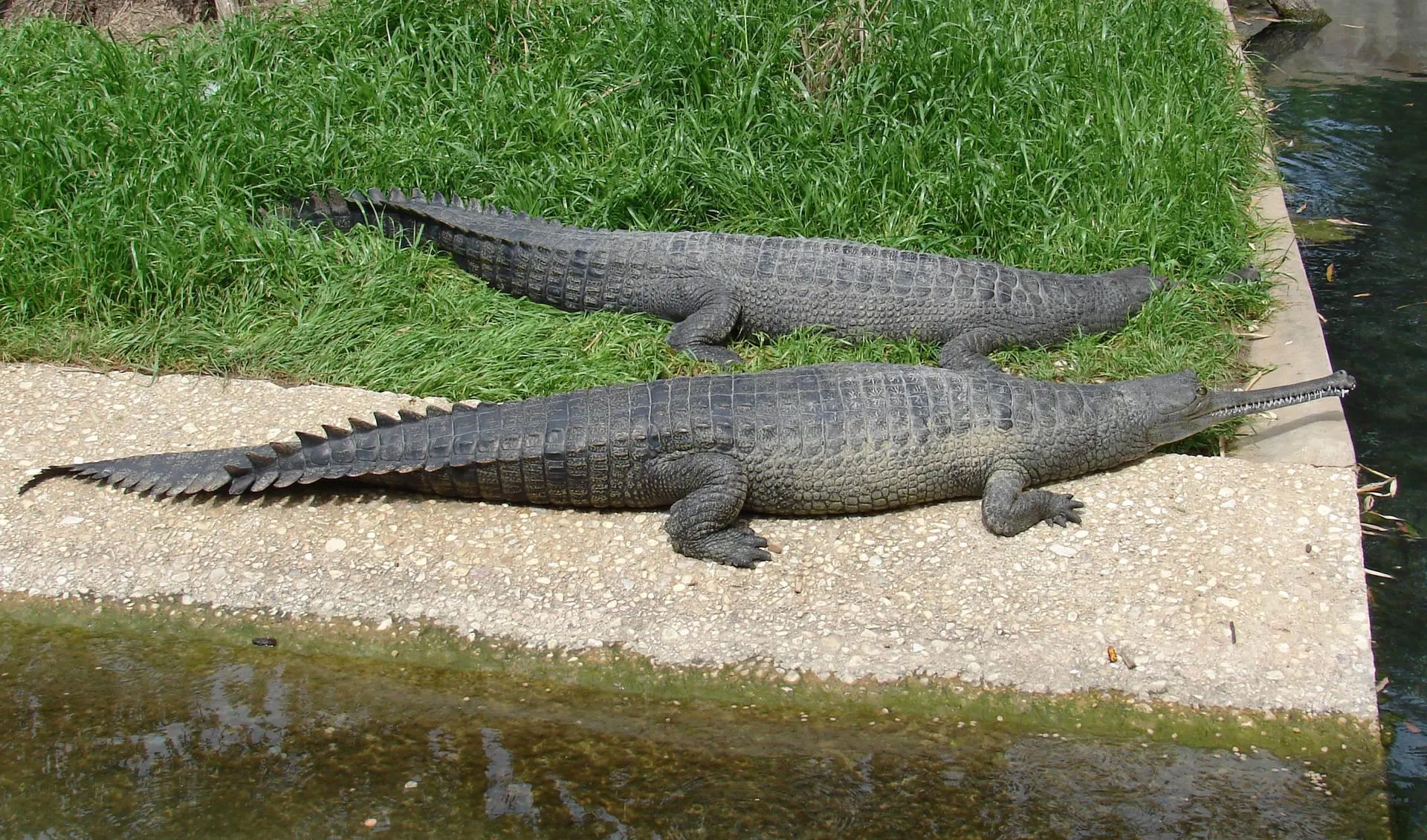 Crocodile Resting on Grassy Riverbank Edge in Wild