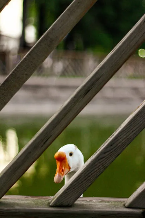 Curious Dog Peeking Through Wooden Fence Slats Wallpaper