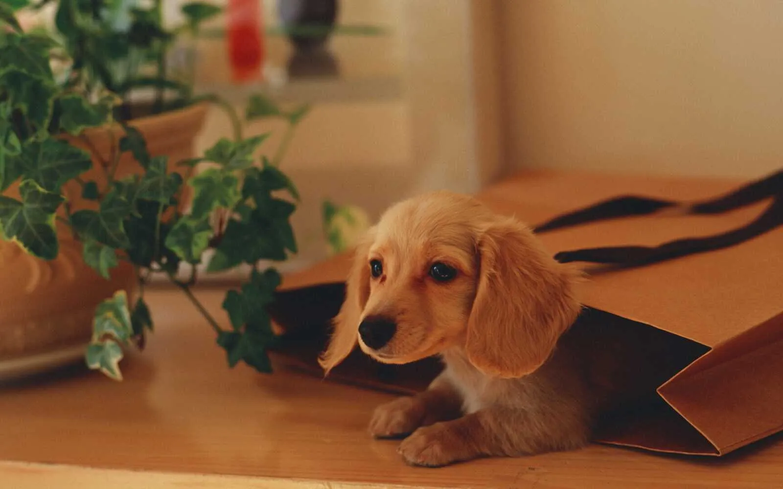Curious Puppy Looking Out From a Paper Bag Beside a Plant
