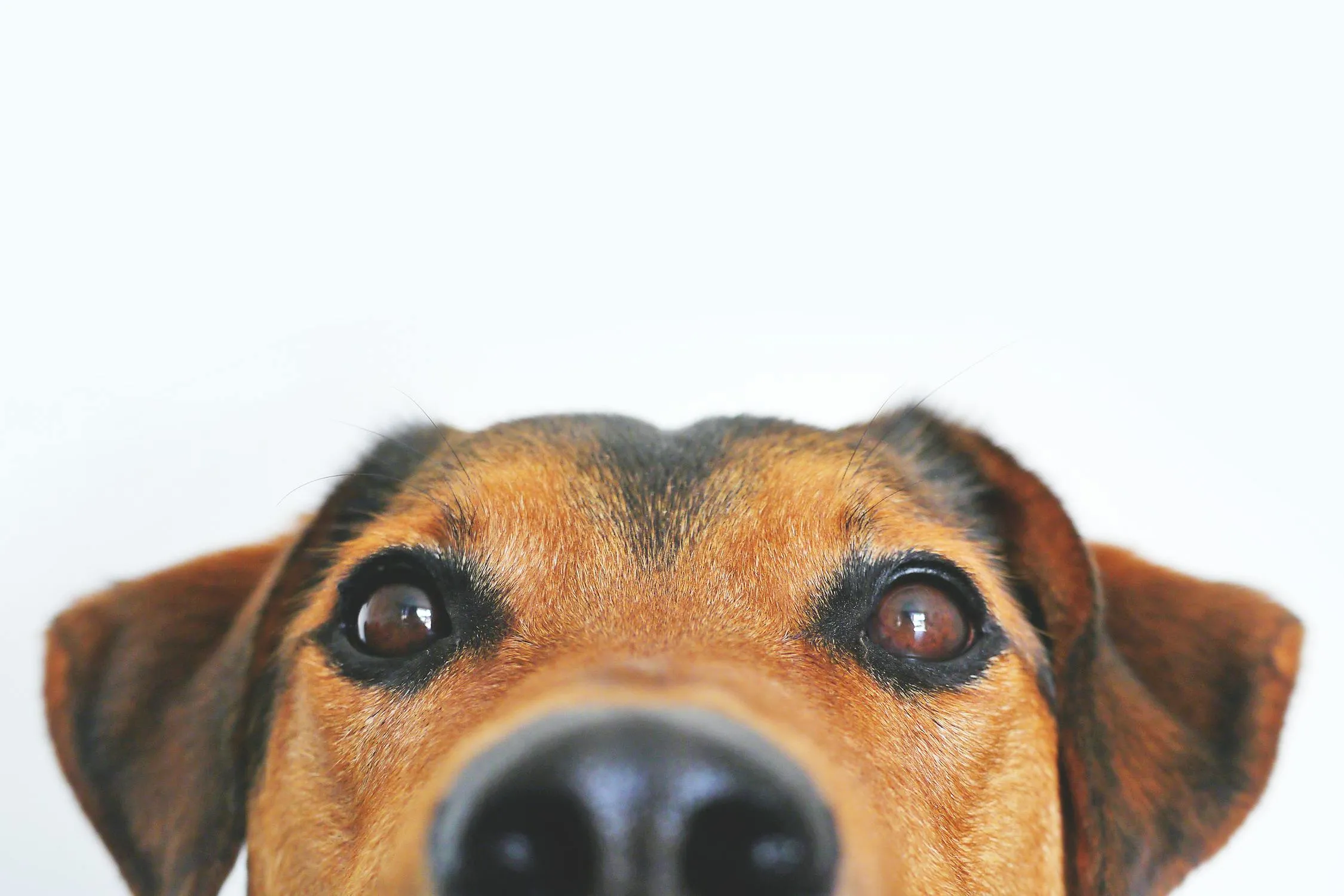 Curious Puppy Peeking Over a White Surface with Big Eyes
