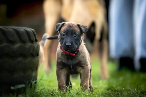 Curious Puppy Standing Near a Tire and Green Grass Wallpaper