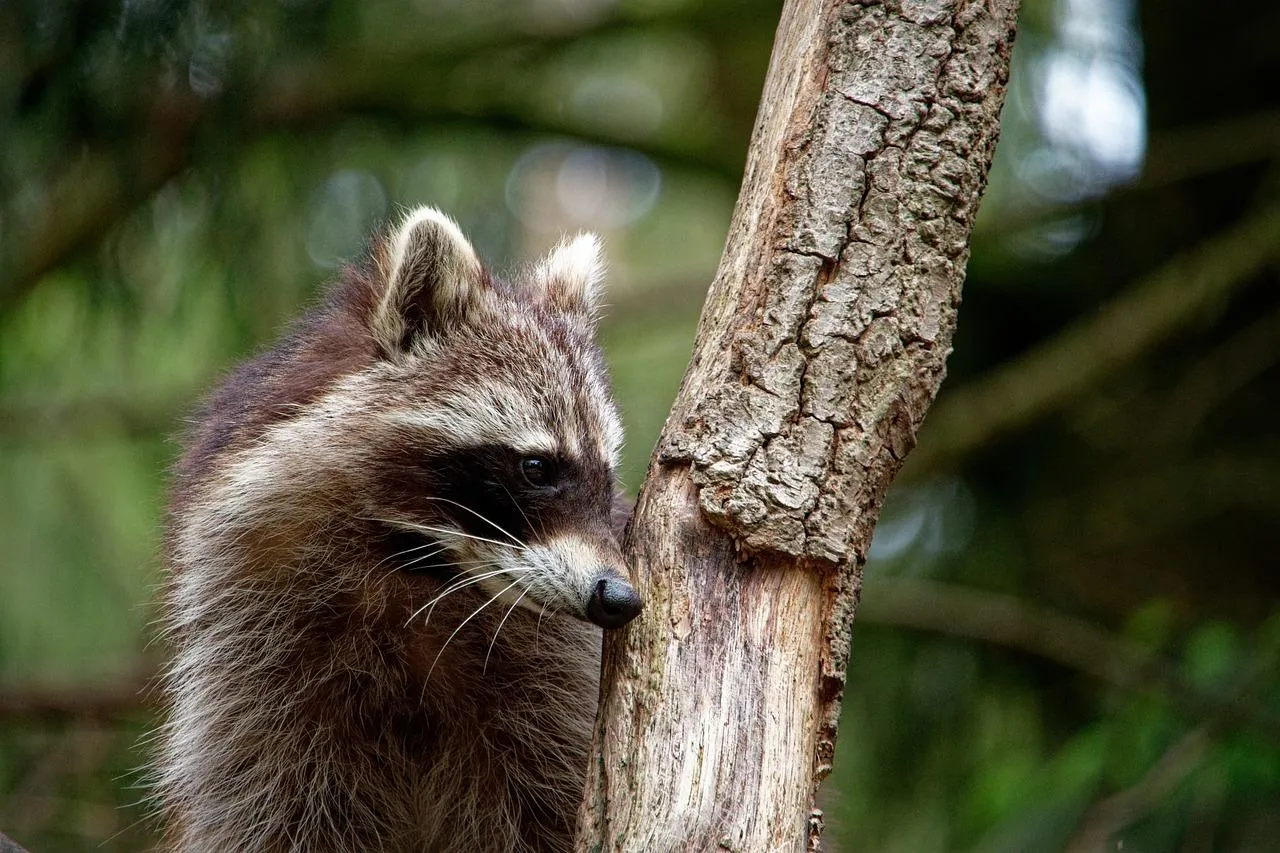 Curious Raccoon Peering from Behind Tree Branches Wallpaper