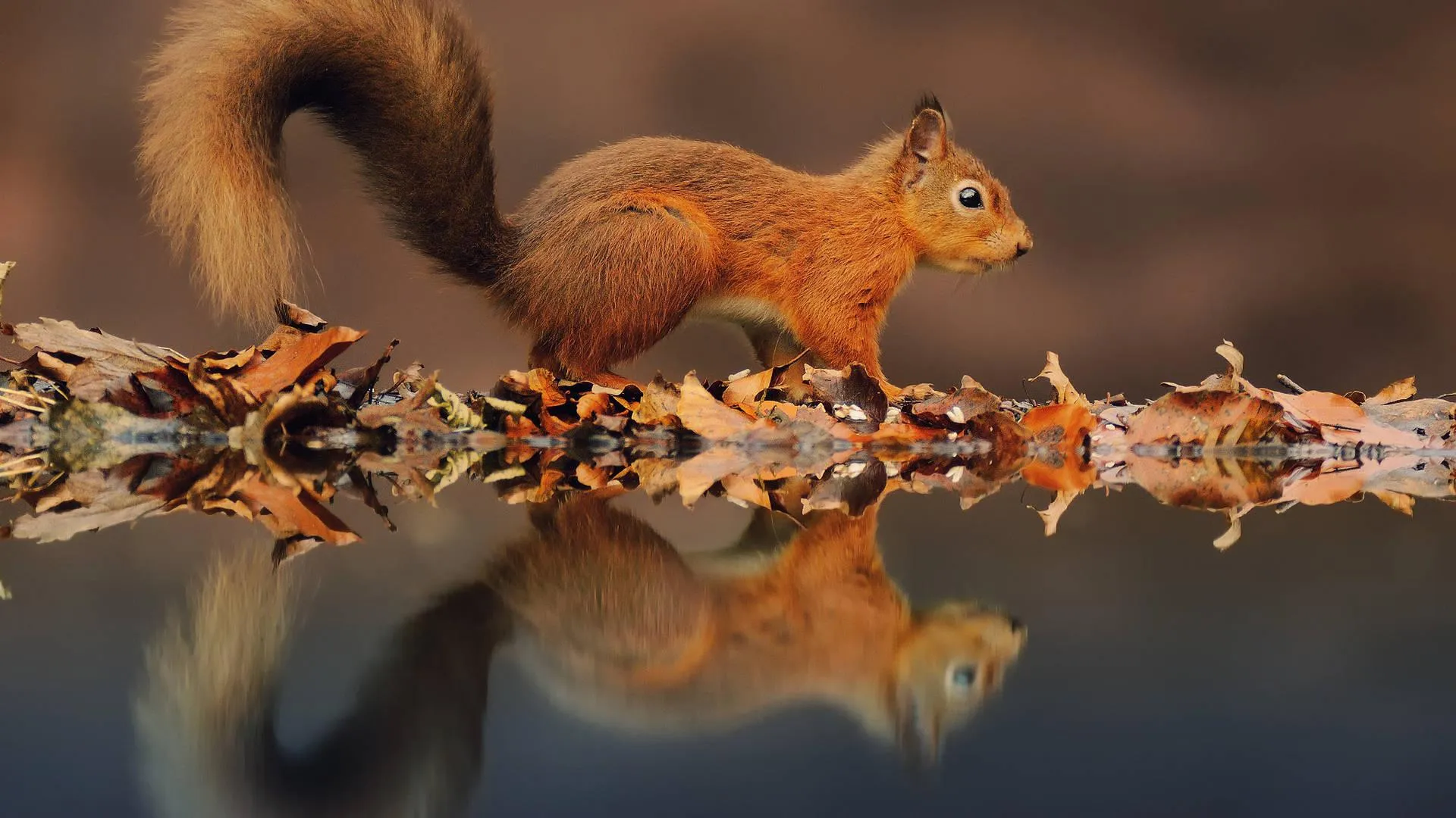 Curious Red Squirrel Walking on Autumn Leaves Path