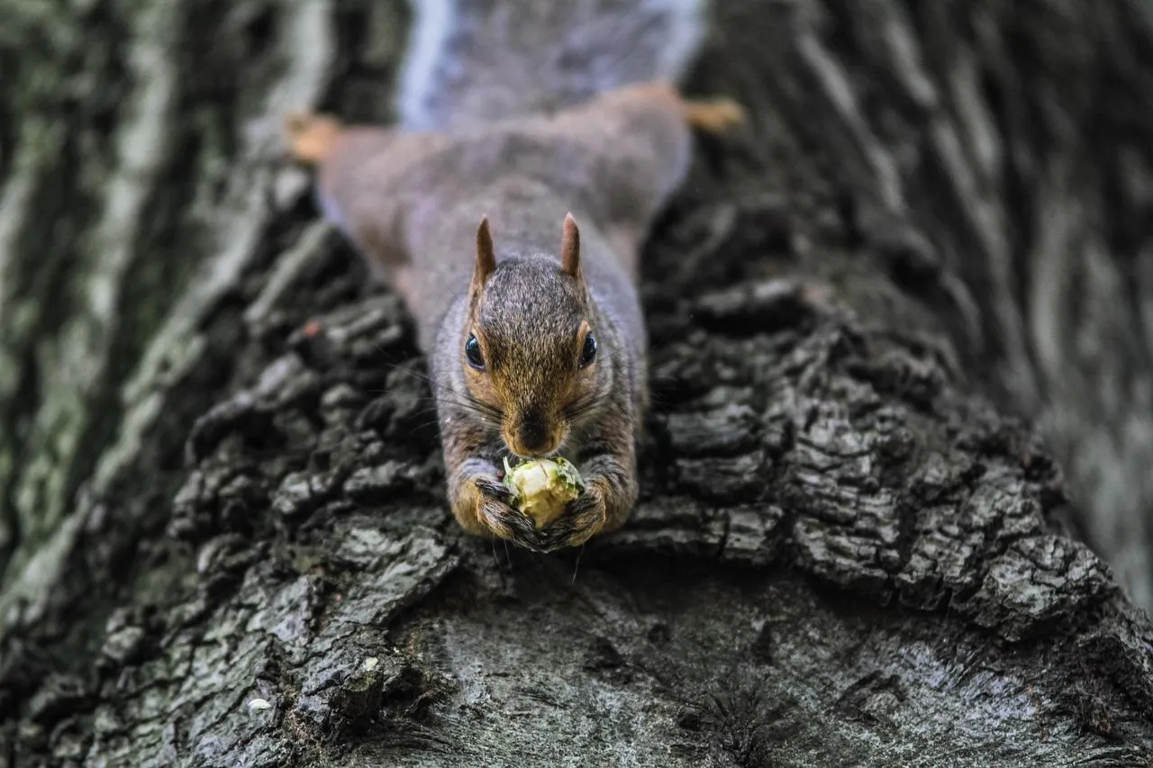 Curious Squirrel Peeking Out from Tree Trunk Wallpaper