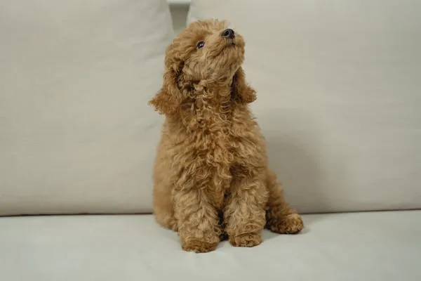 Curly Brown Puppy on a Cream Colour Sofa Looking Up Image