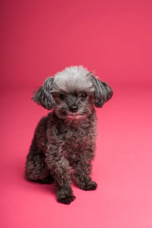Curly Haired Black Dog Sitting on Vibrant Pink Background