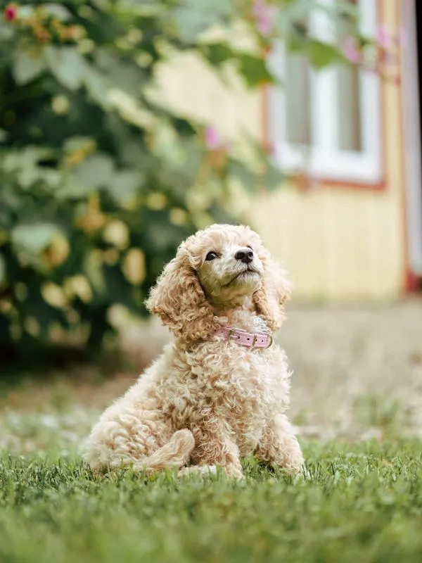 Curly Haired Dog Sitting on Grass in Sunny Garden Hd Image
