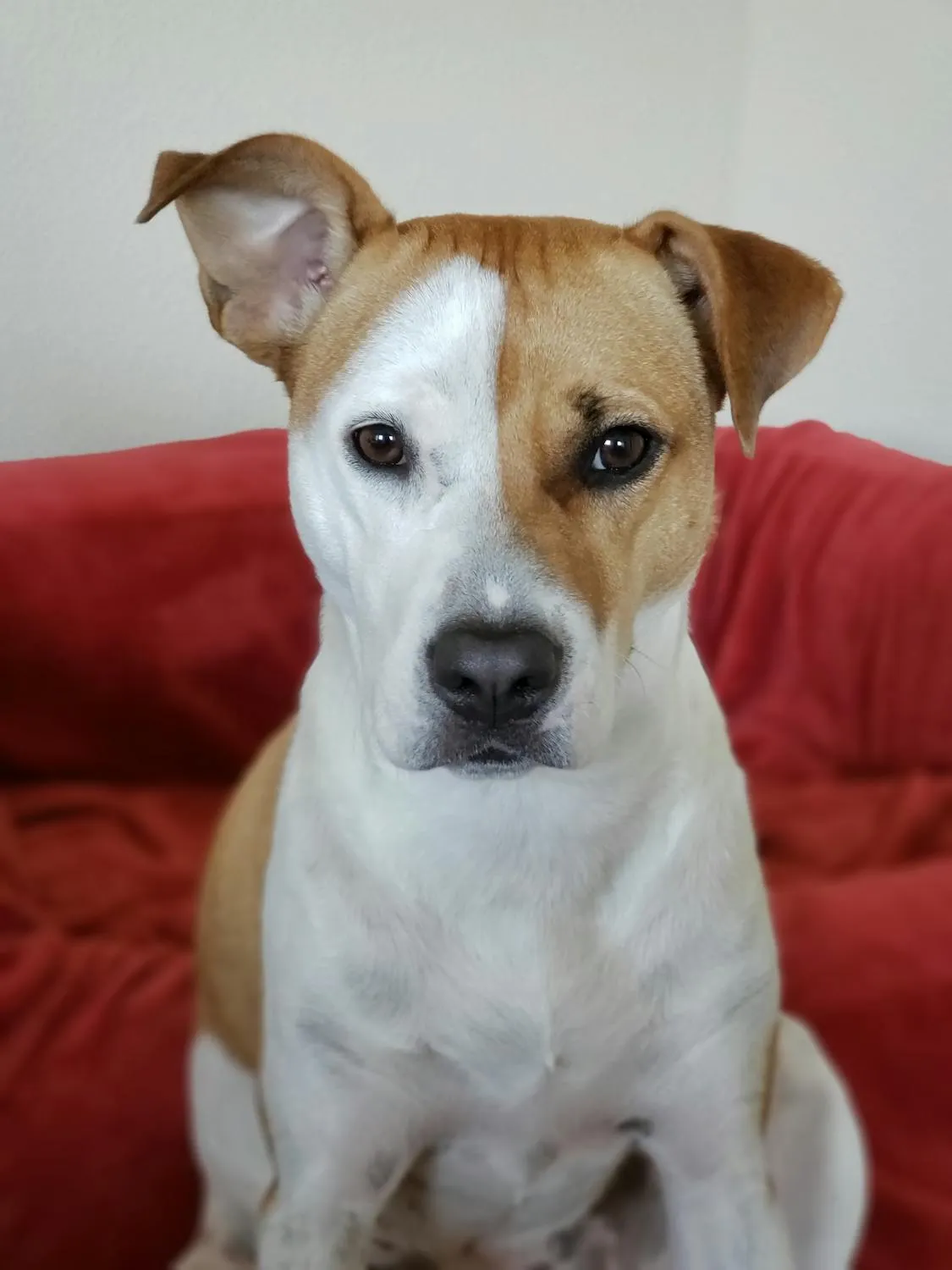 Cute Attentive Dog Sitting on Red Sofa Looking at Camera
