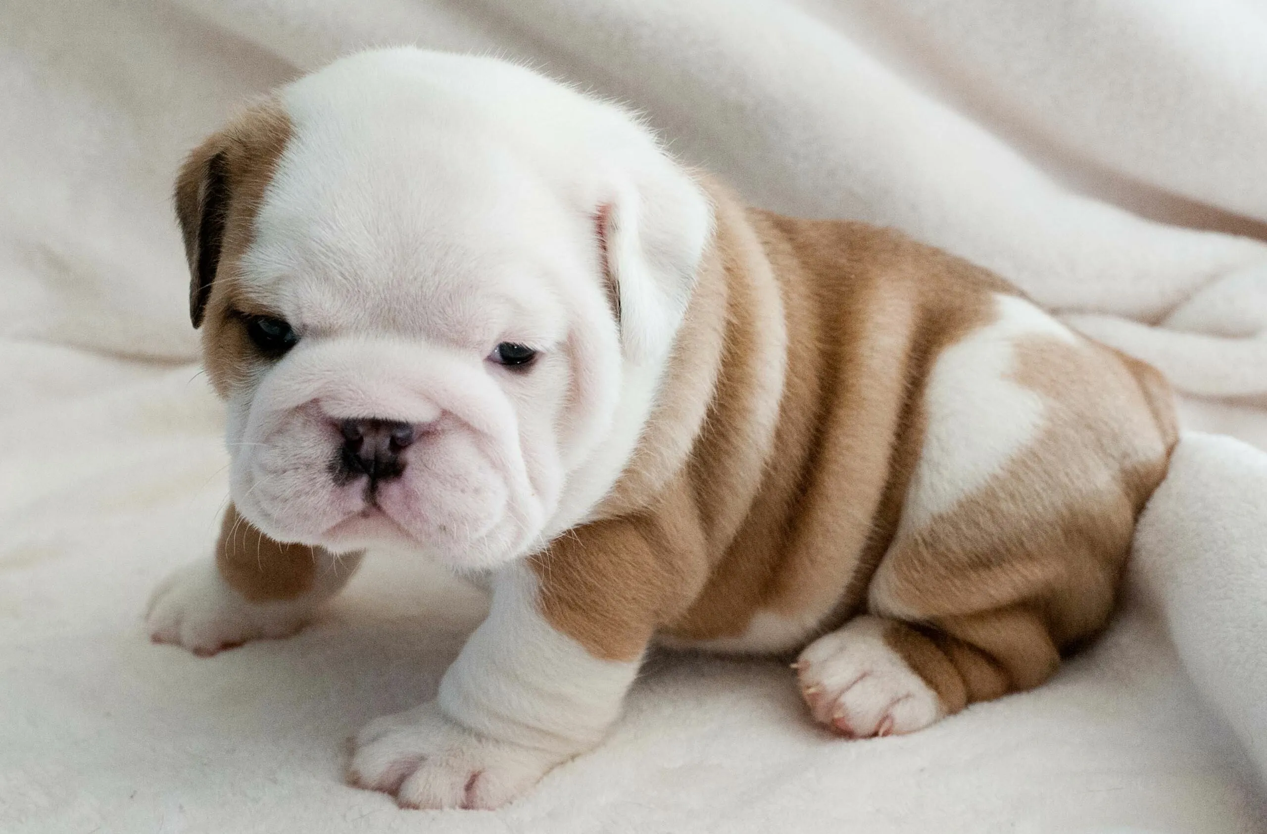 Cute Baby Bulldog Sitting Calmly on a Cozy White Blanket