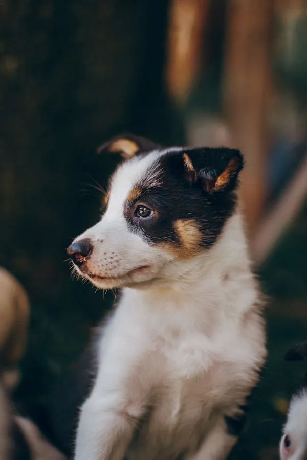 Cute Black and White Puppy Looking To the Side Free Image