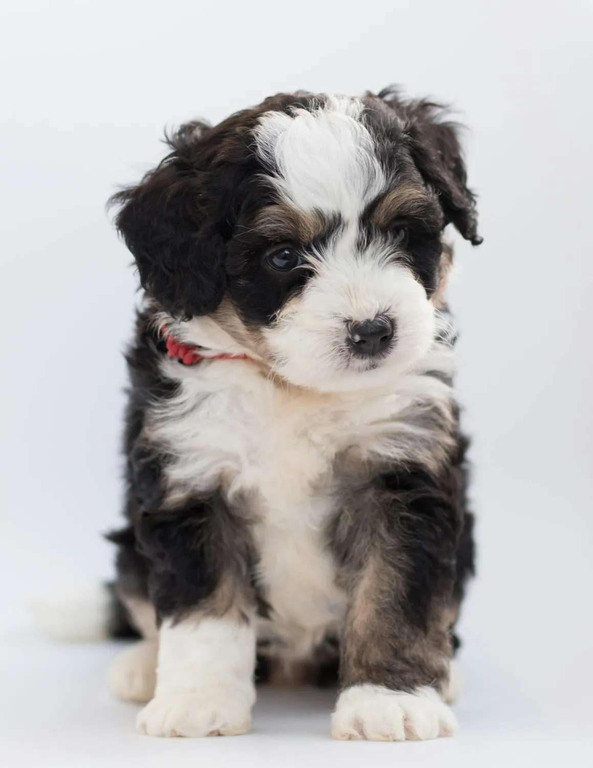 Cute Black and White Puppy Sitting Calm on White Background